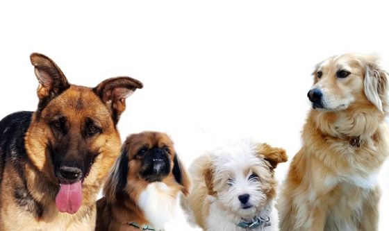 foto di peni canini in erezione razze canine